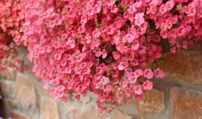 Ампельные растения для дома