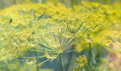 Фенхель: большой друг плова и супа