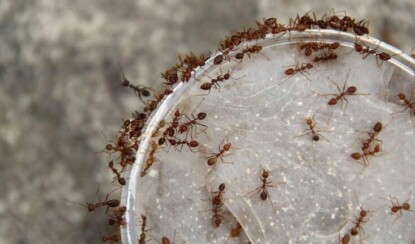 Как бороться с муравьями