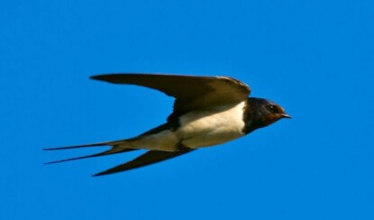 «Ласточка, ласточка, ты передай привет…»: Секреты поддержания любви на расстоянии