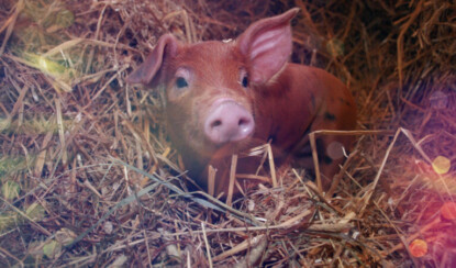 Новый 2019 год: как правильно встретить год Свиньи