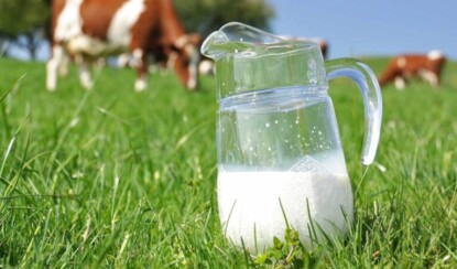 Почему молоко полезно для взрослых: основные причины