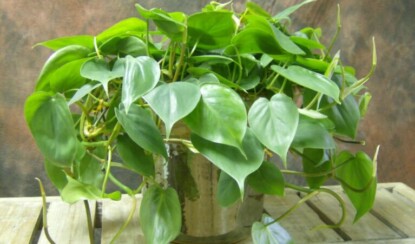 Цветы в доме: советы по выбору и уходу