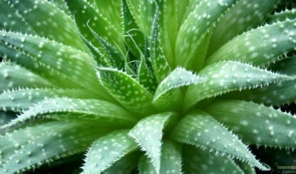 В чем польза алоэ?