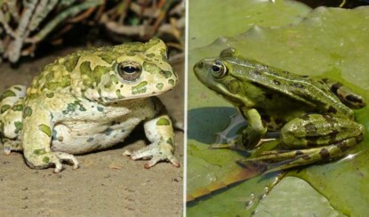 Чем отличается жаба от лягушки