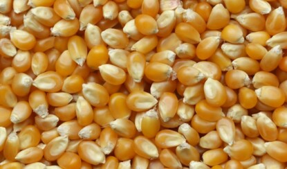 Вегетарианская гастрономия: вкусно и полезно