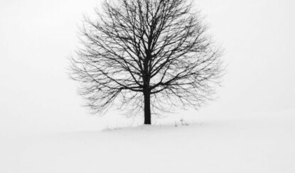 Масло чайного дерева: секреты для вас!