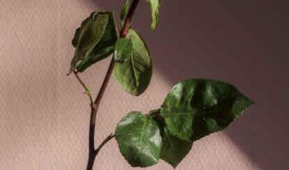 Эмоциональный баланс: стратегии управления чувствами в повседневной жизни