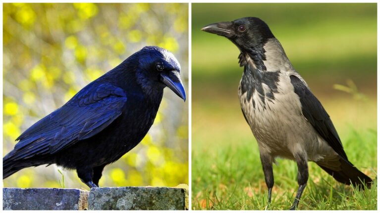 Ворон против вороны: как понять, кто каркает за окном?