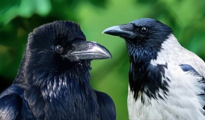Ворон против вороны: как понять, кто каркает за окном?