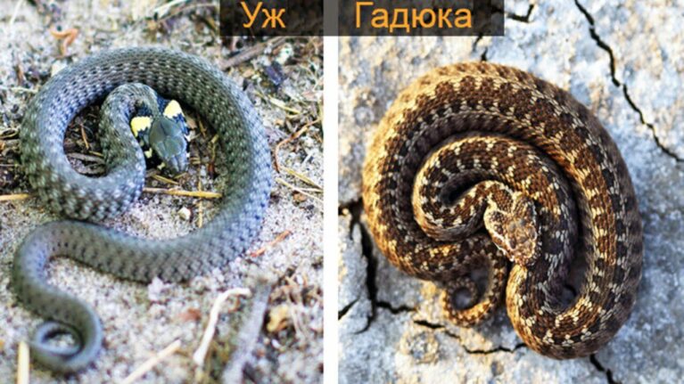 Как отличить змею от ужа: подробный гайд для начинающих