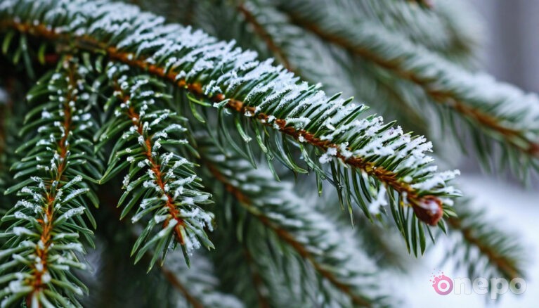 Почему ёлки всегда зелёные и не желтеют зимой