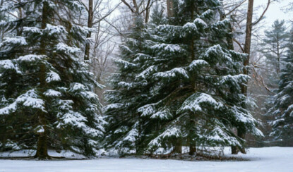 Почему ёлки всегда зелёные и не желтеют зимой