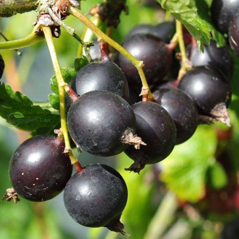 Йошта — уникальный гибрид с удивительными свойствами