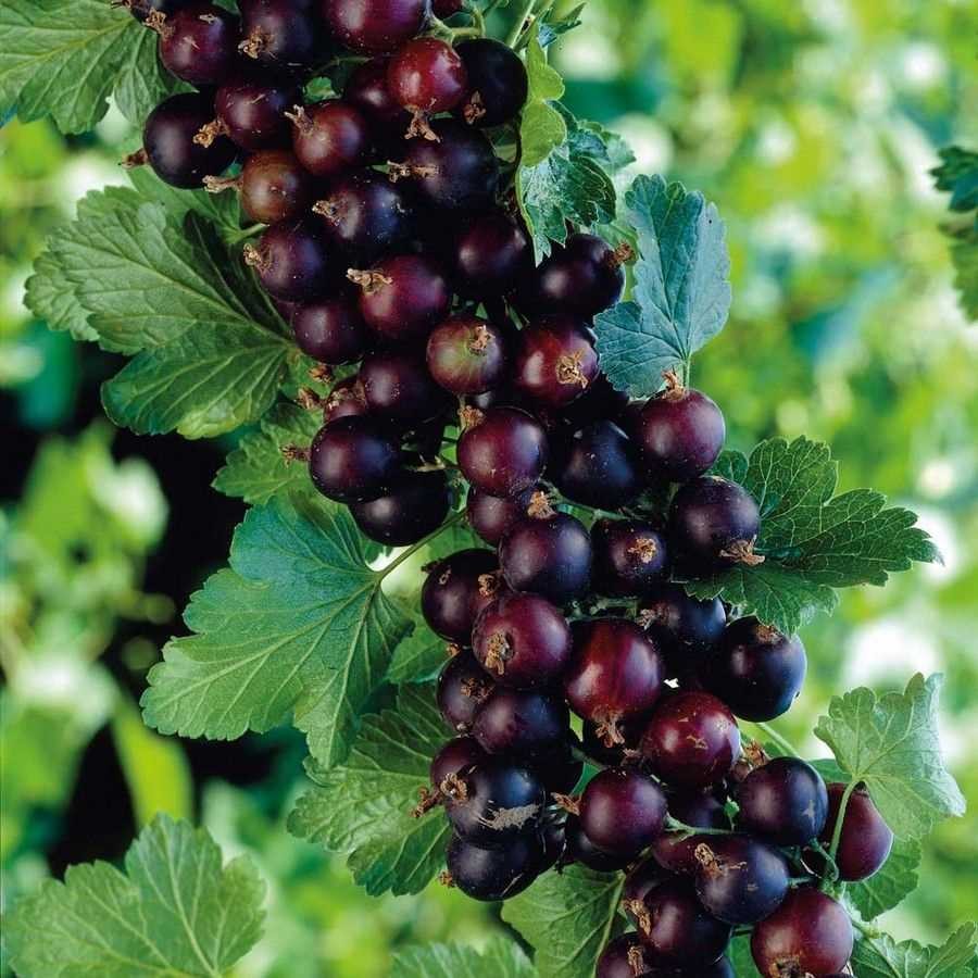 Йошта — уникальный гибрид с удивительными свойствами