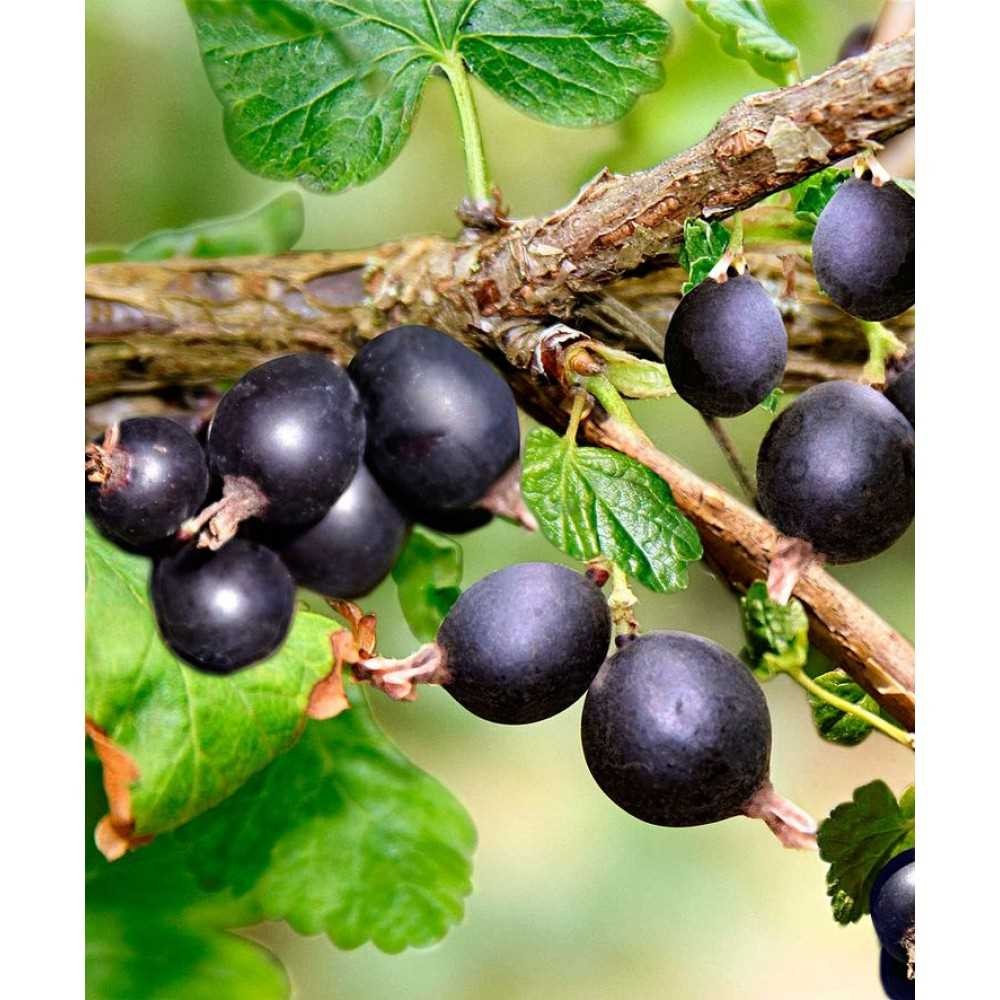 Йошта — уникальный гибрид с удивительными свойствами