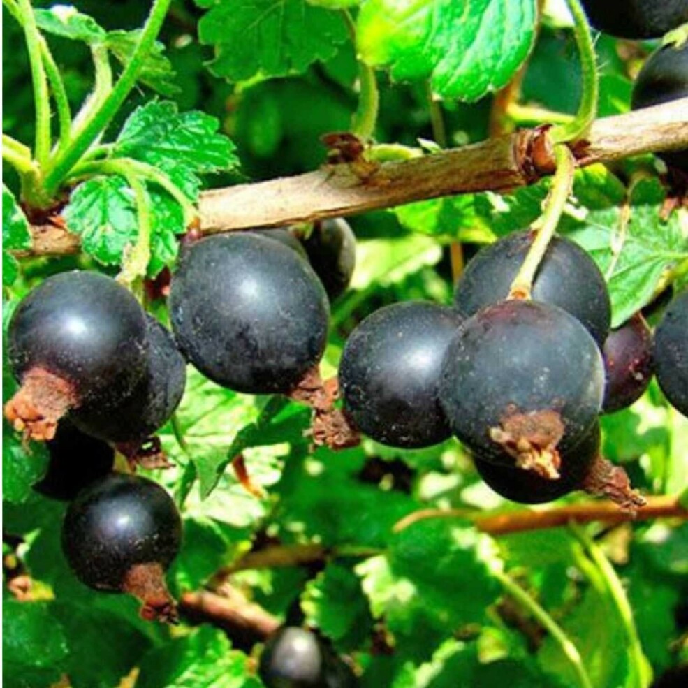 Йошта — уникальный гибрид с удивительными свойствами