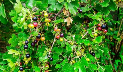 Йошта — уникальный гибрид с удивительными свойствами